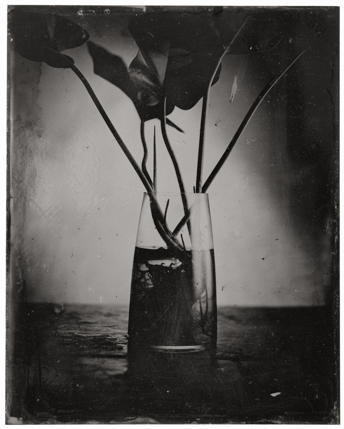 Alfredo Méndez, "Flora_3" de la serie "Bodegones", 2025