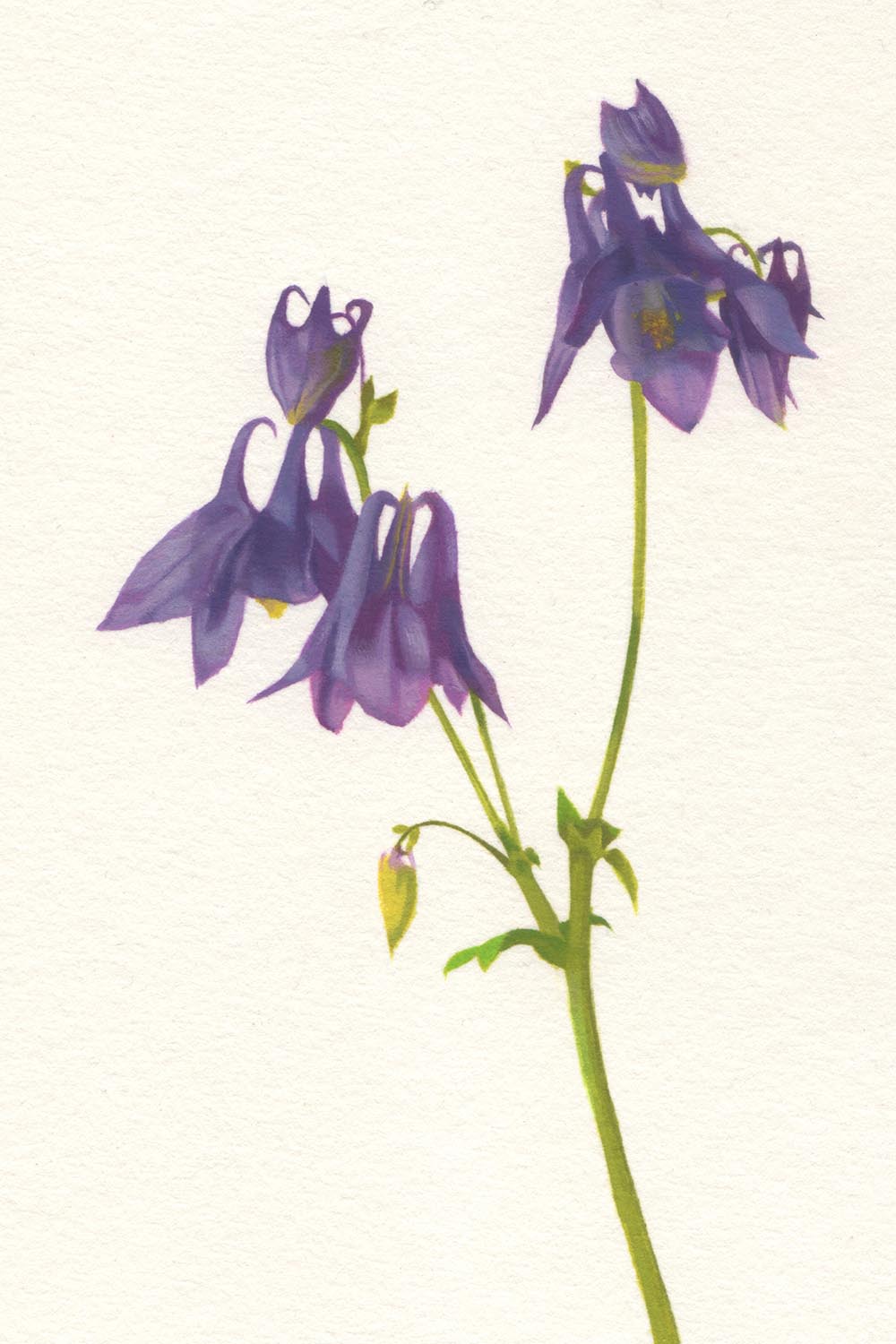 Gabriele Grones "Aquilegia", 2025