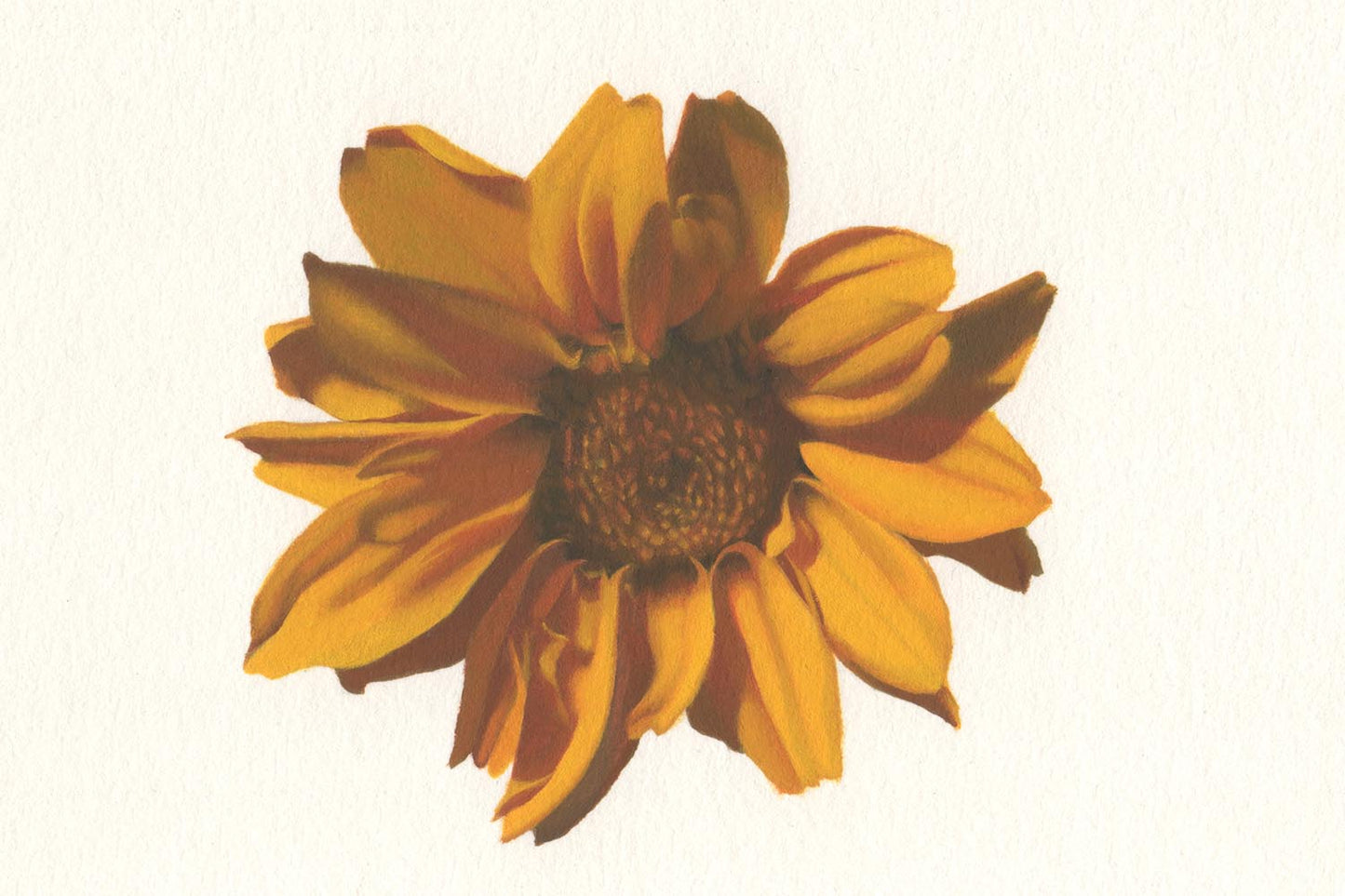 Gabriele Grones "Arnica", 2025