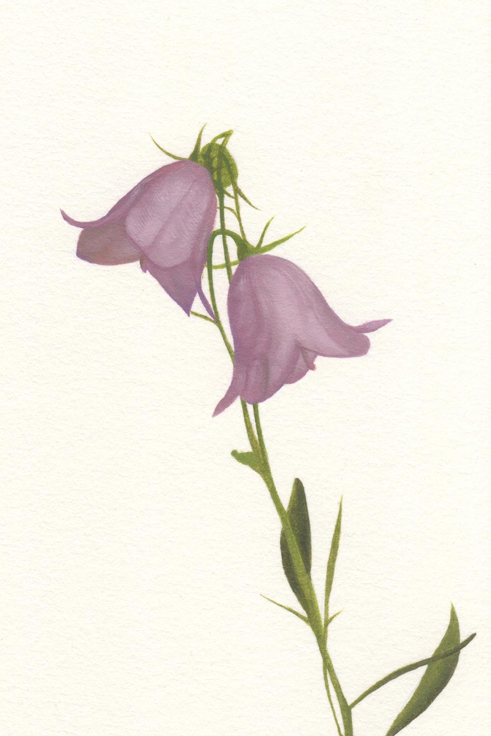 Gabriele Grones "Campanula", 2025