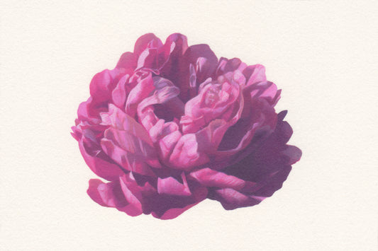 Gabriele Grones "Peony 2", 2026